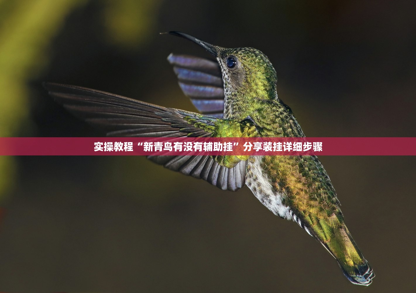 实操教程“新青鸟有没有辅助挂	”分享装挂详细步骤