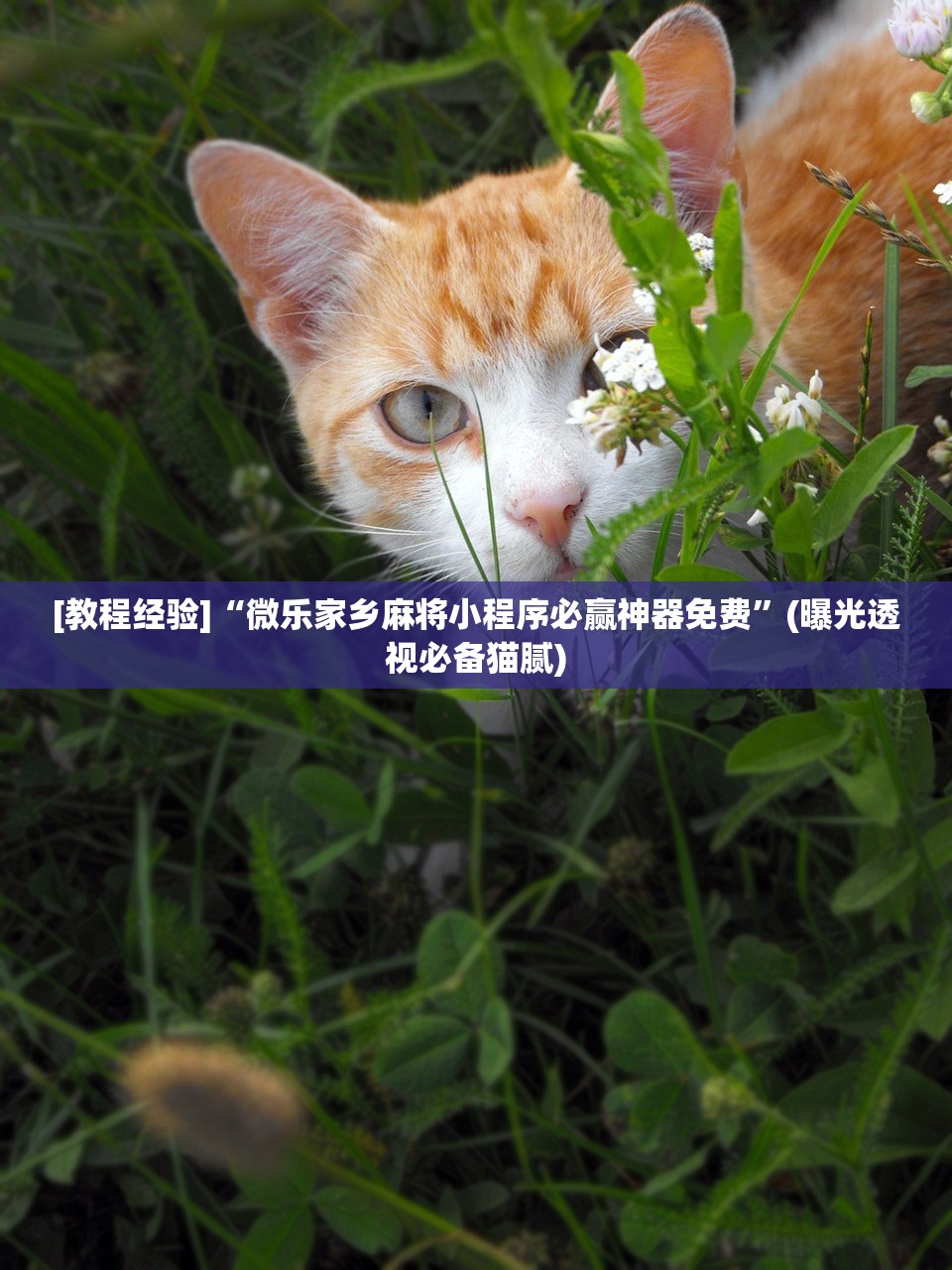 [教程经验]“微乐家乡麻将小程序必赢神器免费”(曝光透视必备猫腻)