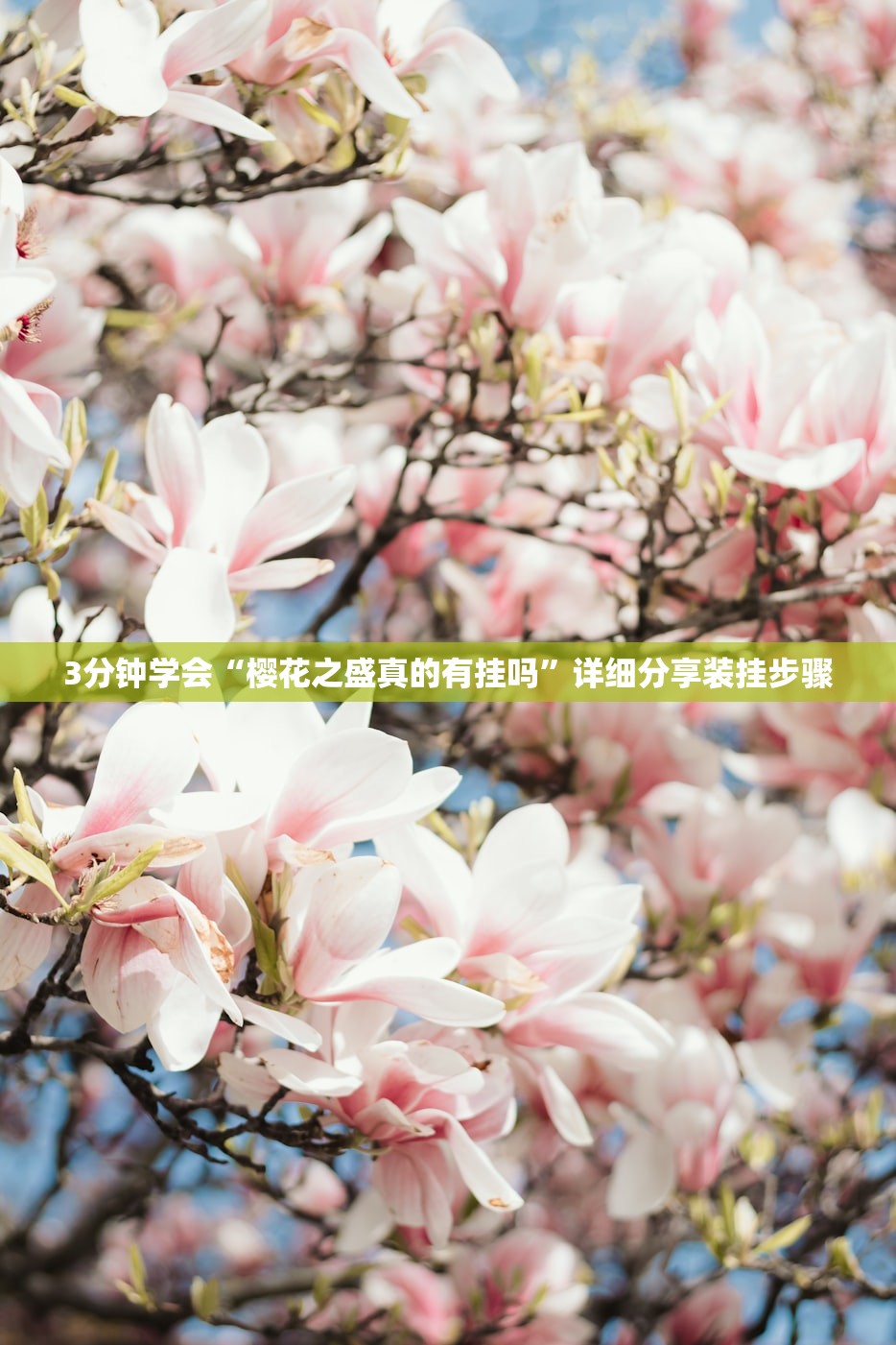 3分钟学会“樱花之盛真的有挂吗	”详细分享装挂步骤