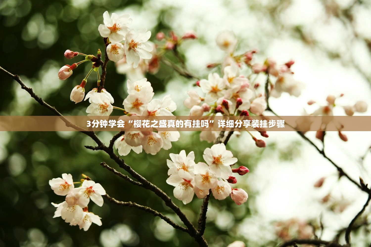 3分钟学会“樱花之盛真的有挂吗”详细分享装挂步骤